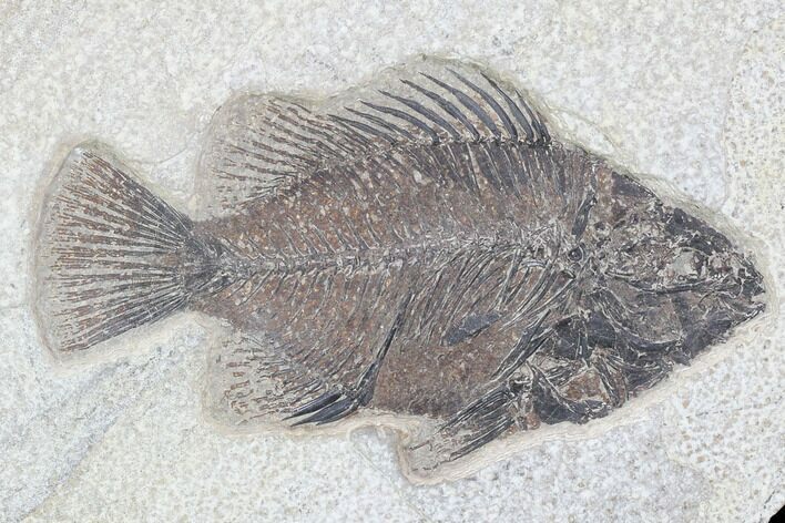 Cockerellites (Priscacara) Fossil Fish - Hanger Installed #102528